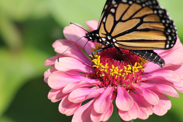 典输液想你的句子