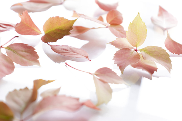 代双花拼音怎么写